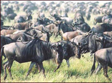 Best of Wildebeest Migration