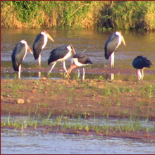 The Flamingo Luxury Safari