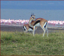 The Flamingo Luxury Safari