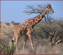 The Joy Adamson Luxury Safari
